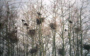 A vetési varjú fészkek eltávolítását végzik a napokban Dombóváron