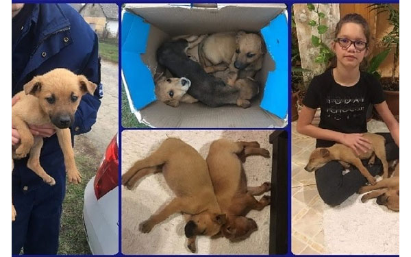  Egy dobozban hagyták magukra a kiskutyákat