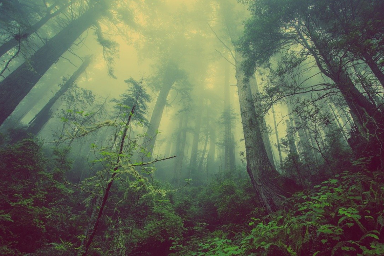 Rengeteg program lesz az idei Erdők hetén